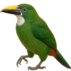 White-throated Toucanet